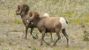 PICTURES/Jasper National Park - Alberta Canada/t_Mountain Sheep15.JPG